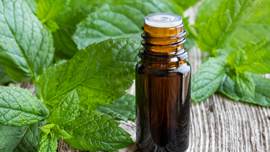 Peppermint Essential Oil