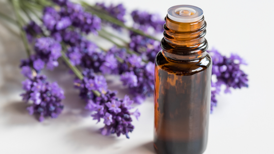 Lavender Essential Oil